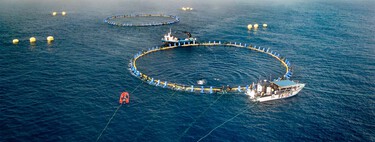 A Catalan company has just taken the first step in the revolution of red tuna in captivity: raising it in the Basque Country 