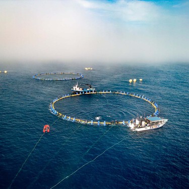 Una empresa catalana acaba de dar el primer paso en la revolución del atún rojo en cautividad: criarlo en el País Vasco 