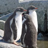 Científicos identifican una nueva especie de pingüino en una remotas islas al note de la Antártida. Es la primera en 100 años 