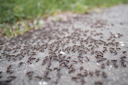 hormigas