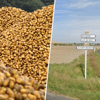 Um agricultor empilhou 500 toneladas de batatas para quem quisesse levá-las de graça e um grande movimento aconteceu 
