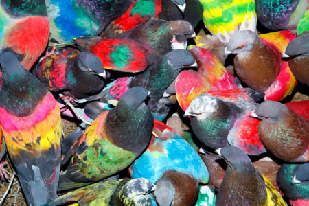 Las palomas del fotógrafo Ricardo Cases visitan el Centro de Arte de Alcobendas en Madrid