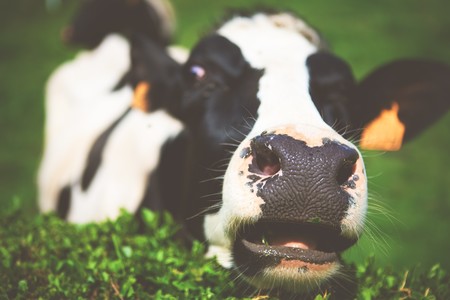 Beber leche cruda es arriesgar tu salud: ¿en qué se diferencia la leche del súper de la leche cruda?