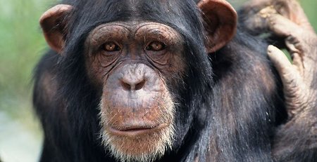 Los chimpancés en cautividad muestran graves problemas de conductas y trastornos mentales similares a los humanos