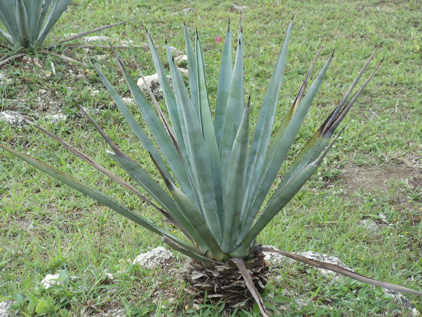 Nueve datos interesantes del tequila