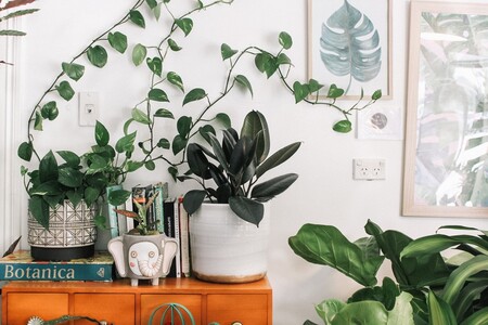 Las 11 mejores plantas de interior : resistentes, fáciles de cuidar y preciosas