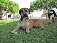 Productos y servicios para animales, un negocio con sentimiento