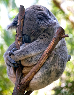 Ubuntu 9.10 Karmic Koala Alpha 1: la rueda está de nuevo en marcha