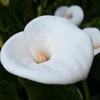 Aldi se llena de calas de todos los colores mañana, 6 de mayo, las flores más llamativas (y van a volar) 