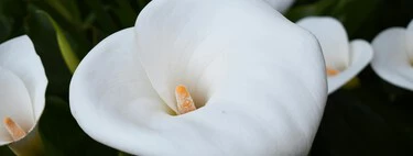 Aldi se llena de calas de todos los colores mañana, 6 de mayo, las flores más llamativas (y van a volar) 