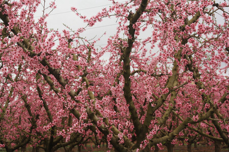 Flores Melocotonero