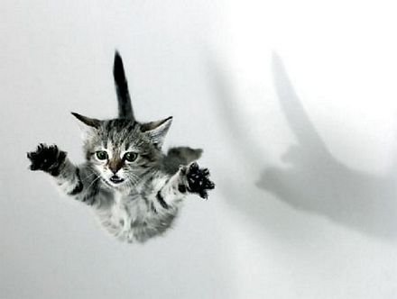 ¿Podría un gato sobrevivir a una caída desde un rascacielos?