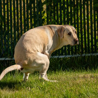 Achávamos que os cachorros cheiravam o chão por acaso até a ciência revelar o poder biológico inesperado que conecta o seu pet ao planeta Terra