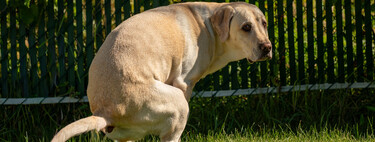 Achávamos que os cachorros cheiravam o chão por acaso até a ciência revelar o poder biológico inesperado que conecta o seu pet ao planeta Terra