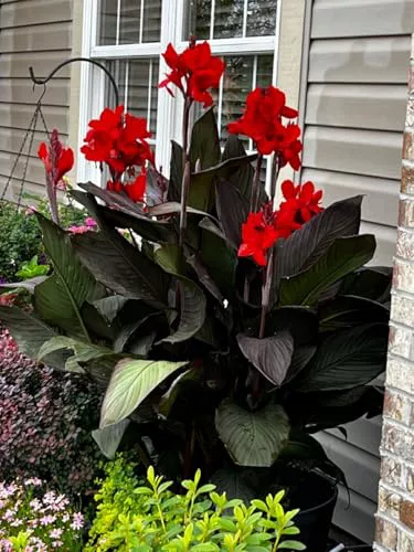 Rizomas de Canna-Plantas Tropicales Exóticas, Perennes Espectaculares para Terraza y Jardín-1 BULBO-A