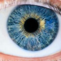 No hay nada que haga azules a los ojos azules. Si queremos entender por qué, tenemos que recurrir a la física