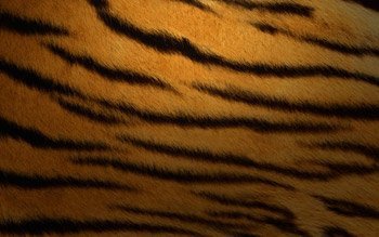 Fondos Tiger: completa tu deskmod