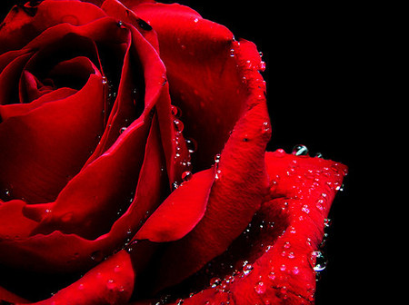 Los enamorados regalan amor antes que flores, es más barato