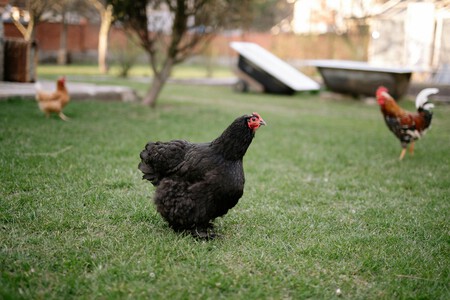 Pexels Yankrukov 5215656