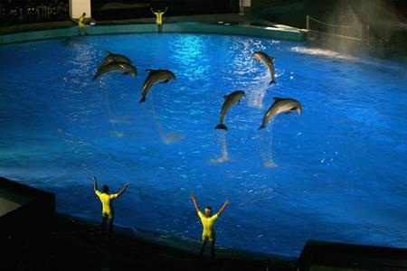Si compras tu entrada para las Noches del Oceanogràfic de Valencia, podrás asistir al espectáculo CHANGE
