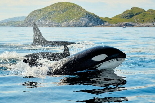 Whales