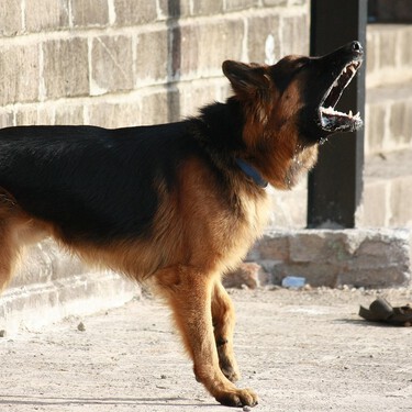 Los perros y el comportamiento territorial: cómo evitar situaciones peligrosas