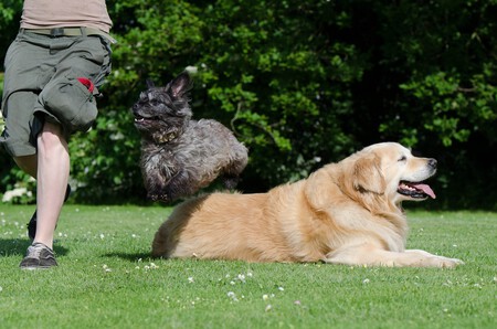 Soluciones En Perros Obesos