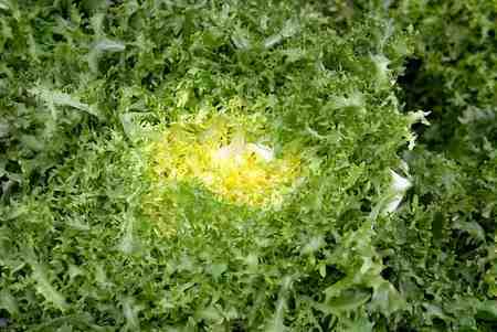 La escarola, un vegetal propio del invierno