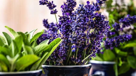 Adiós a las hormigas: estas 3 plantas pueden ayudarte a mantenerlas fuera de tu hogar