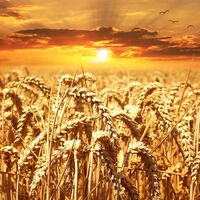 Una crisis alimentaria mundial viene, y no es sólo por la guerra en Ucrania