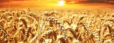Una crisis alimentaria mundial viene, y no es sólo por la guerra en Ucrania