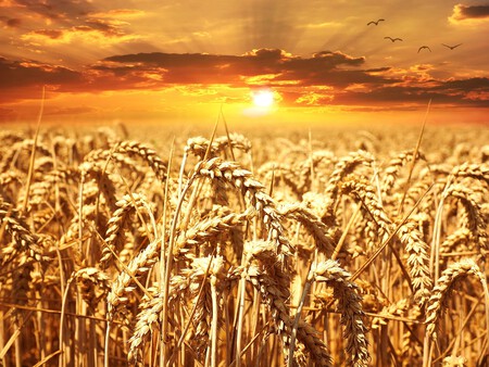 Una crisis alimentaria mundial viene, y no es sólo por la guerra en Ucrania