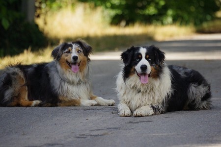 Dos perros tumbados en el suelo