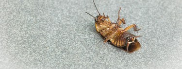 Quería librarme de las cucarachas en casa sin usar insecticidas: fregar el suelo con estos repelentes me ha ayudado a conseguirlo