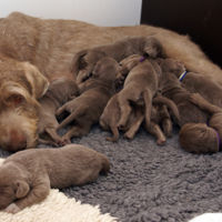 Si te pide mucho el pecho piensa que podría ser peor: ¡mira este vídeo de 10 perritos mamando!