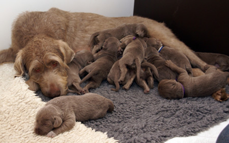 Si te pide mucho el pecho piensa que podría ser peor: ¡mira este vídeo de 10 perritos mamando!