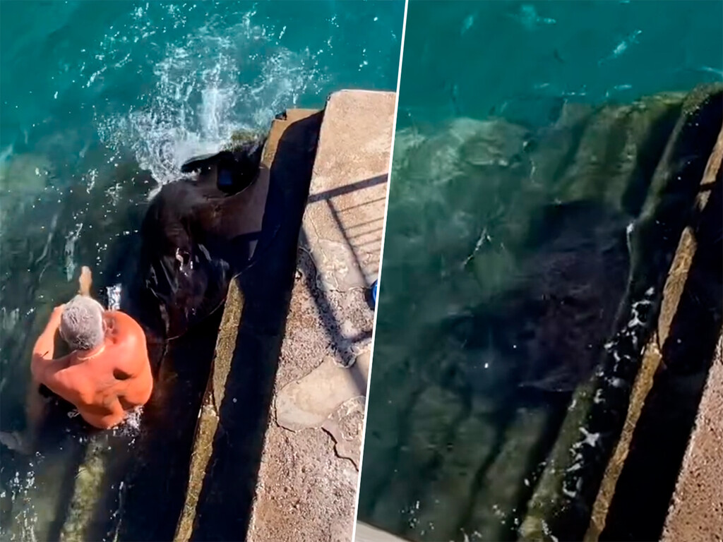 A este canario le pueden poner una multa de 200.000 euros por alimentar chuchos en La Gomera. No son perros, son mantarrayas