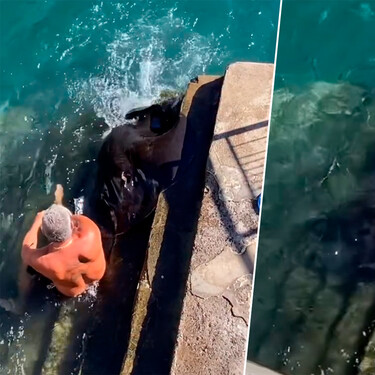 A este canario le pueden poner una multa de 200.000 euros por alimentar chuchos en La Gomera. No son perros, son mantarrayas 