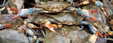 El cangrejo azul del Delta del Ebro, de especie invasora a estrella de la lonja: cinco restaurantes donde probarlo
