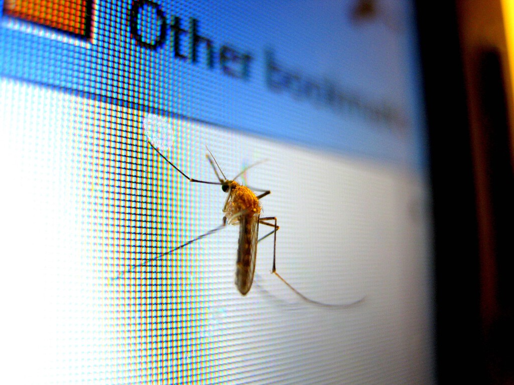 Cinco cucharadas de este ingrediente bastan para espantar al mosquito. Este es el método casero que triunfa en Internet