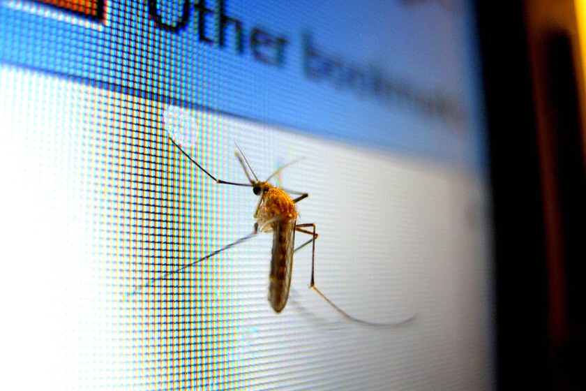 Mosquito 434904 1920