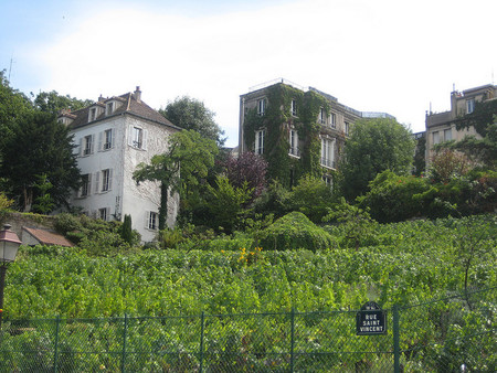 viñas