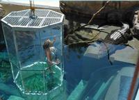 Nadar con cocodrilos en Australia