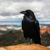 Os corvos surpreendem novamente: a ciência descobre que entendem geometria