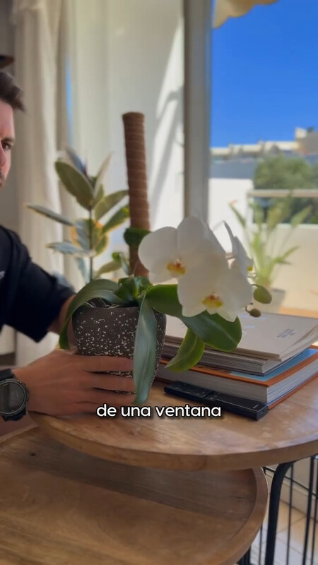 ORQUIDEA