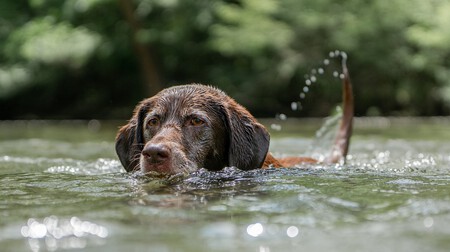 Chocolate Labrador Piscina Agua Nadar