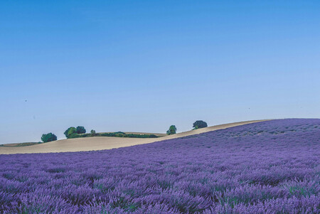Campos De Lavanda C Turismo De Brihuega