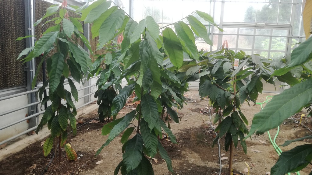 Hacia un chocolate 100% andaluz: el primer cacao de Europa se está cultivando con éxito en Málaga