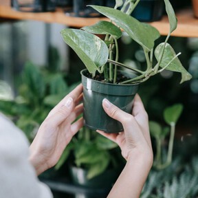 Nena von Flow, experta en plantas, explica qué debes hacer al llegar a casa con una planta nueva: «Revisa el sustrato y la maceta»