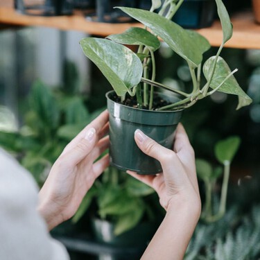 Nena von Flow, experta en plantas: "Cuando compres una planta, recomiendo cambiarle el sustrato al llegar a casa y ponerla en una maceta más grande" 
